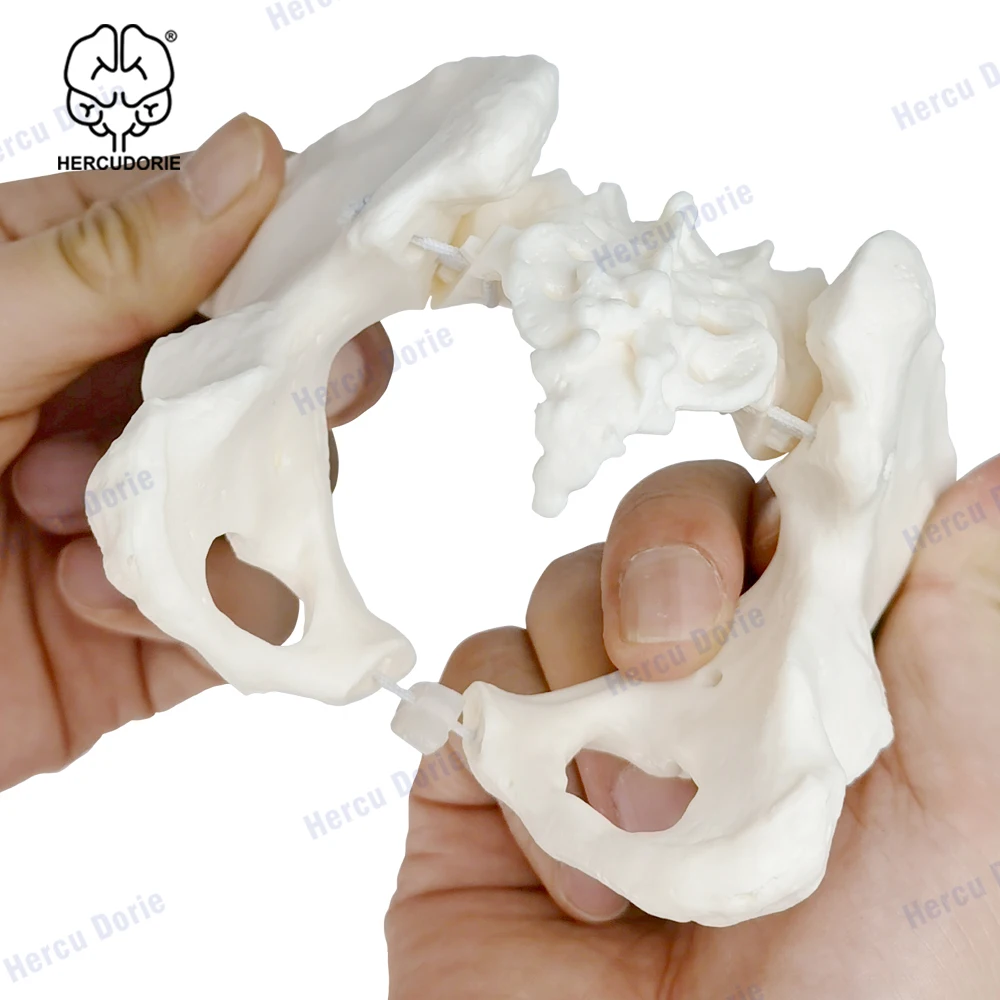 Модель мини-таза модель человеческого скелета размер 1:2 Анатомия человека