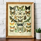 Винтажный постер с изображением бабочки, винтажный постер Адольфа миллота, постер с ботаническими иллюстрациями бабочек, цифровое скачивание