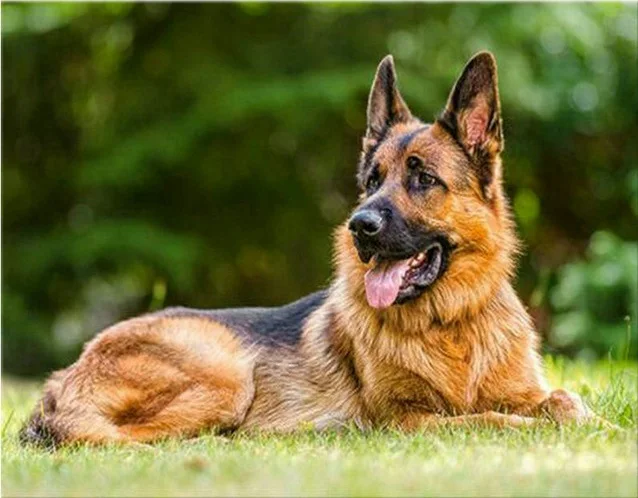 Полная новая Алмазная вышивка 5D Shepherd, алмазная картина для домашних собак, новая вышивка, 3D прекрасная мозаика Hond, бриллиант для фотографий, декор 4Jh49 - Цвет: Lovely Pet dogs