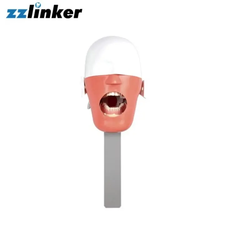 

LK-OS23 Teeth Teaching Model Phantom Built in Teeth Unit Factory Price