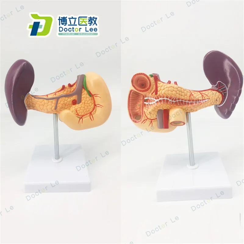 

Medical Science Human Anatomy Model of Digestive System with Pancreas Duodenum and Spleen for Human Body Teaching