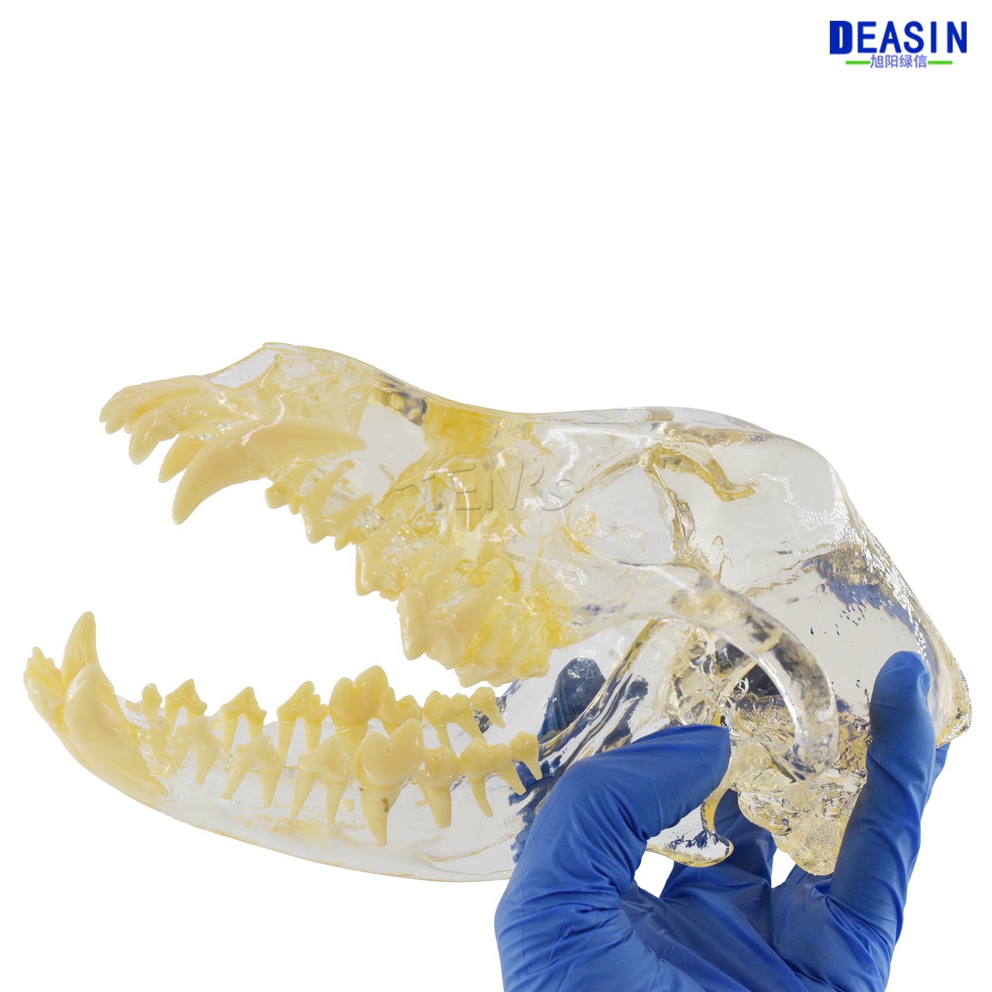 Модель зубов для собак 2017 Череп кость прозрачный раствор строгальный обучающий