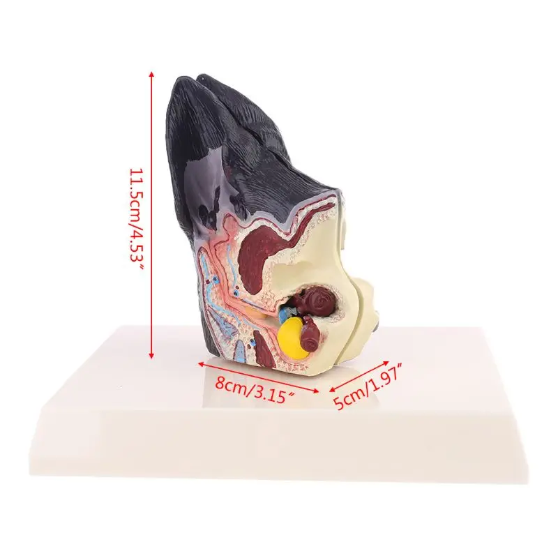 

New Dog Ear Lesion Animal Anatomical Model Veterinary Science Aids Teaching Canine Research