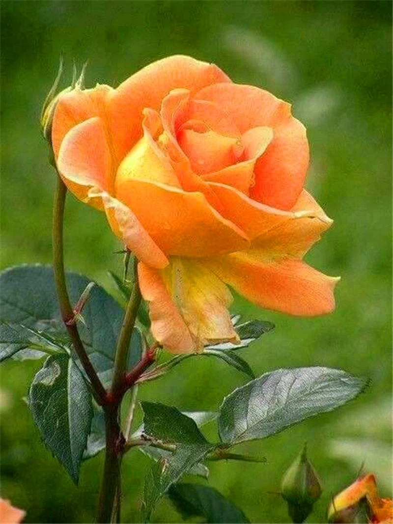 100 шт голландская Снежная роза Декор искусственные кашпо |