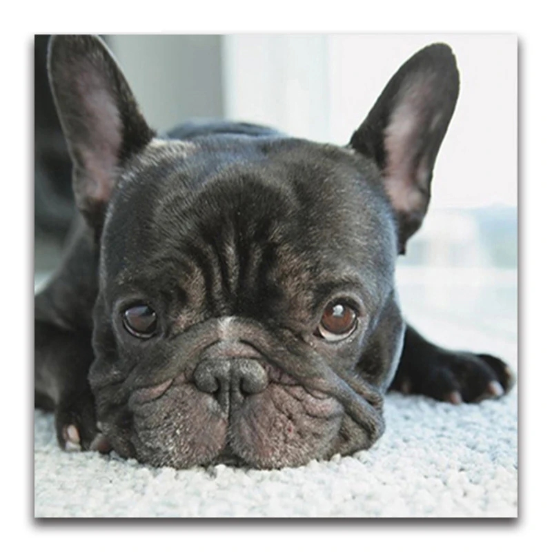 

5D Diy Diamond Painting Cross Stitch small black dog heads full Diamond Embroidery french bulldog round Diamond Mosaic puppy