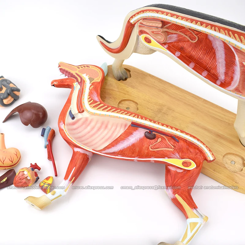 

12033/ Dog Model,11-parts, Dog Organ Anatomy, Dog Muscle, Plastic Animal Teaching Anatomical Model