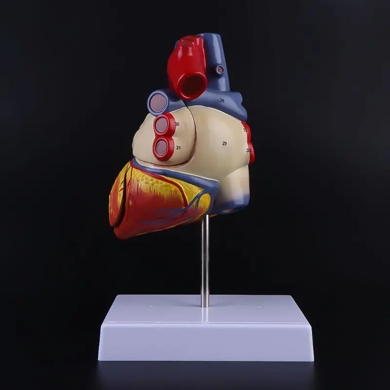 

В разобранном виде анатомическая модель сердца человека анатомии внутренних органов обучения вспомогательного средства