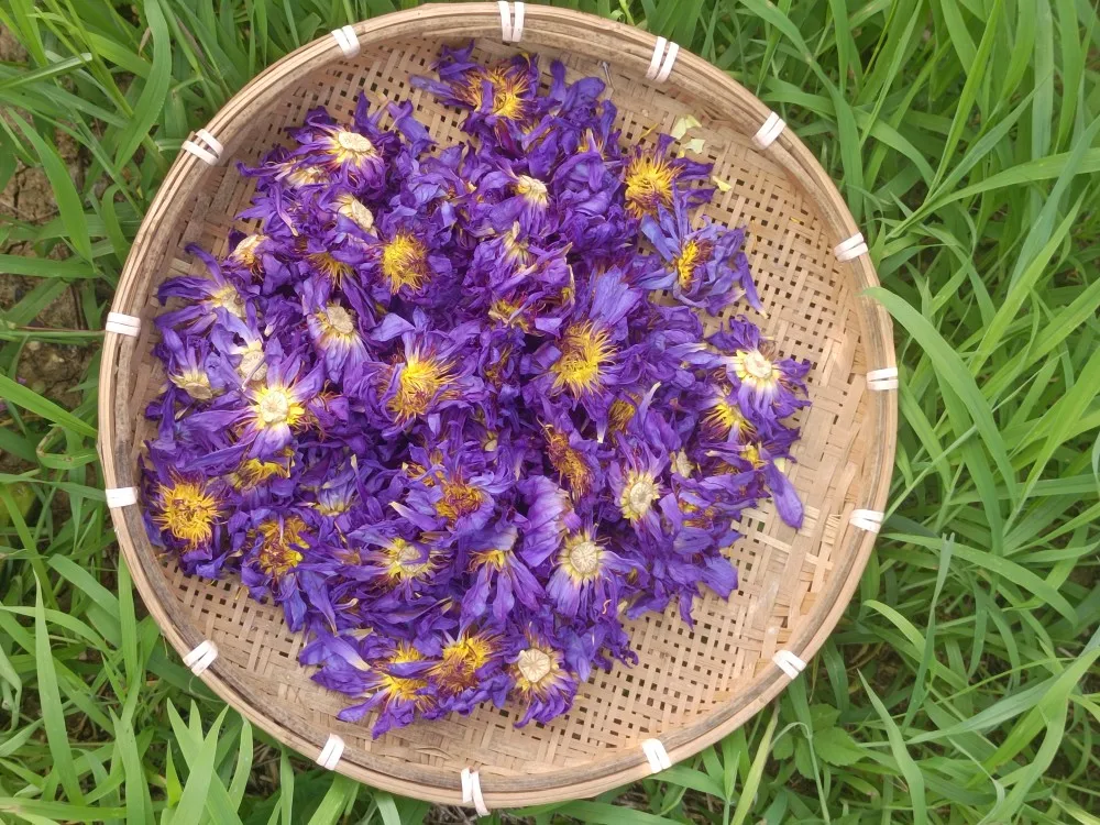 

high grade 50g Natural dry Whole Blooming Blue Lotus Flowers