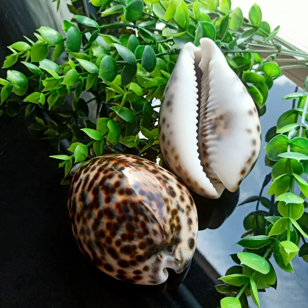 Ракушки Tabby морские декоративные ракушки из натуральных ракушек предметы для