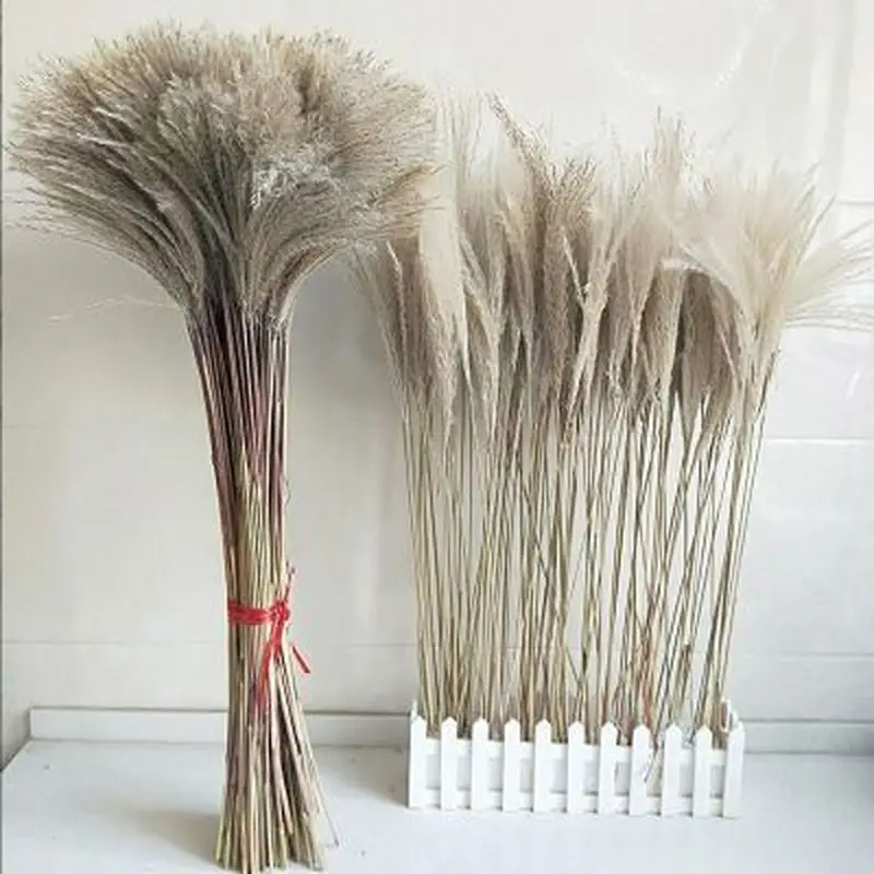 

Dried Pampas Grass Natural Phragmites Reed Flowers Bunch of Flowers Dries Flowers Decoration for Home Wedding Party Fall Decor