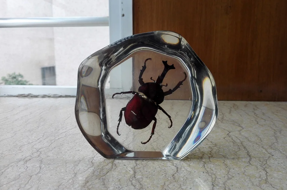 Образец насекомого paperweight Taxidermy Коллекция Встроенный в Прозрачный Lucite блок