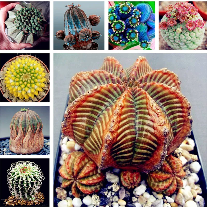 500 шт Экзотические молочные продукты бонсай суккулент многолетний суккулентный