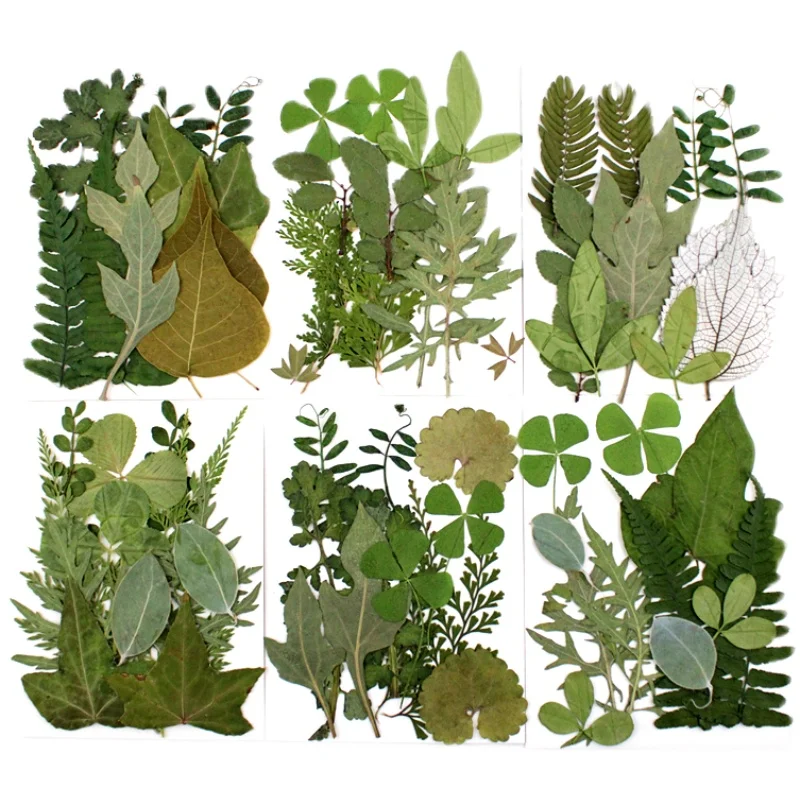 12pcs/bag Nature Pressed green leaves petals Real plant for DIY Art Craft Bookmark Wedding invitation Gift card Decoration | Дом и сад
