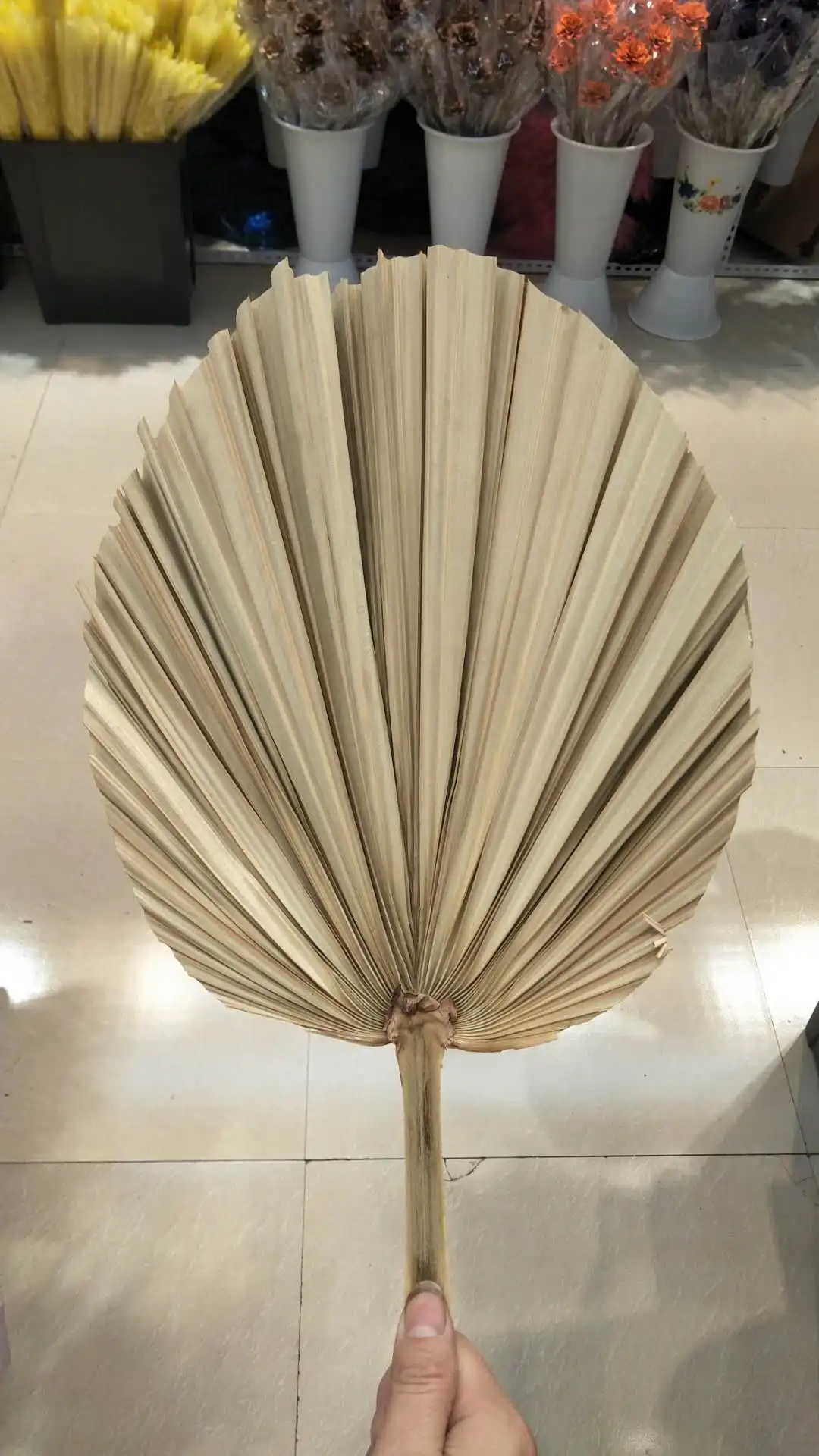 Натуральные сохраненные листья кошачьего хвоста 5 шт./лот сухие натуральные