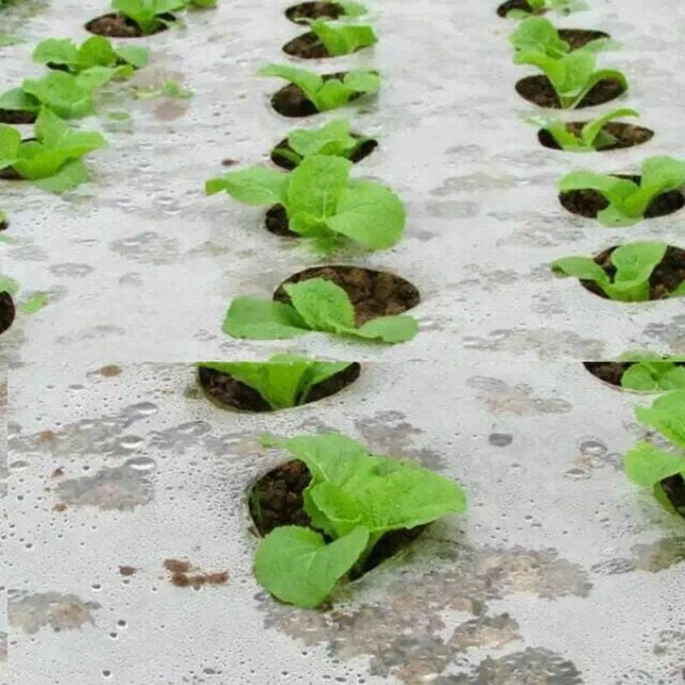 

Vegetable Perforated Film Membrane Agricultural 5 Holes Black Greenhouse