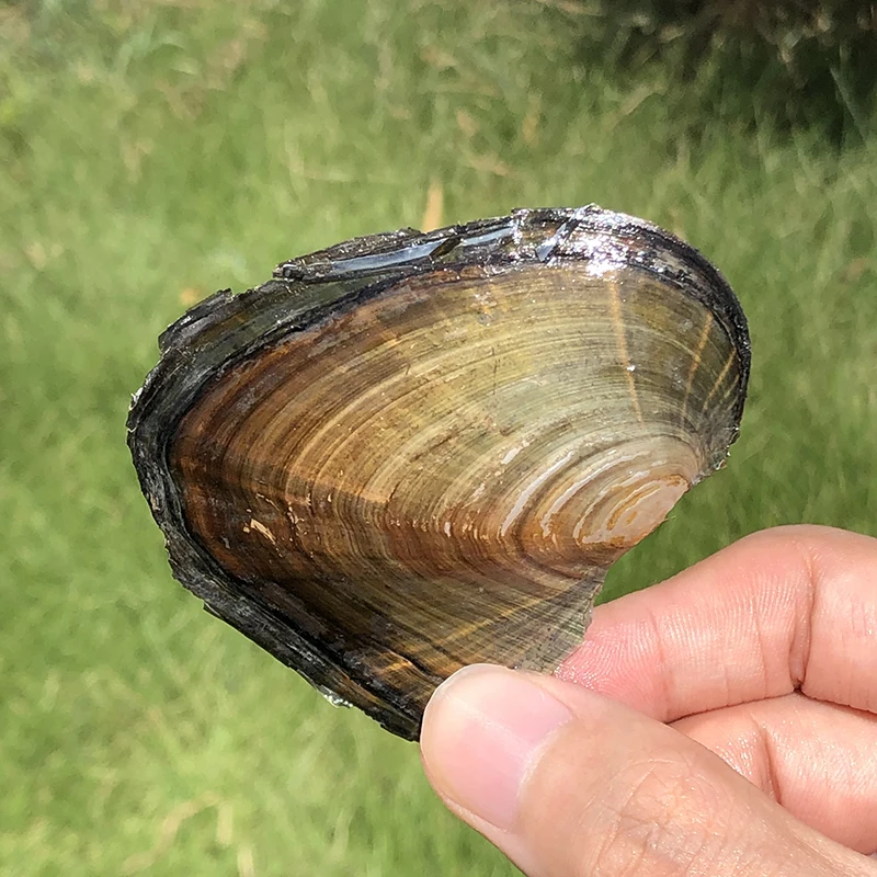 Оптовая продажа натуральный из пресноводного жемчуга культивированный рисовый