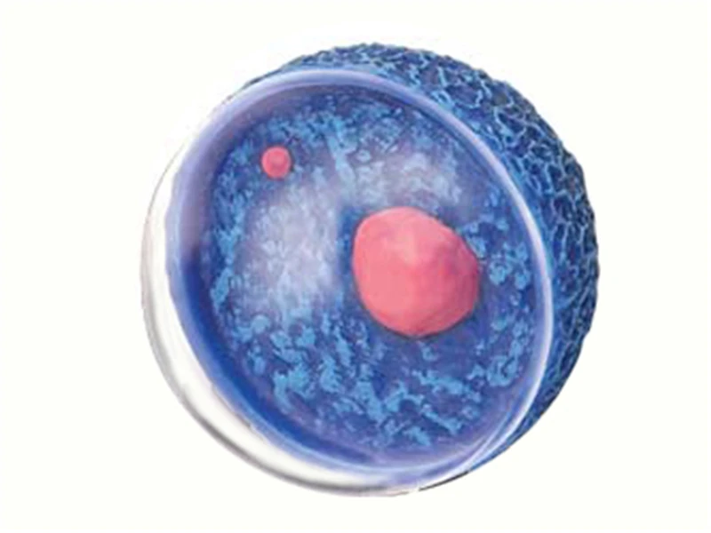 Женская репродуктивная система 4d мастер головоломка сборная игрушка