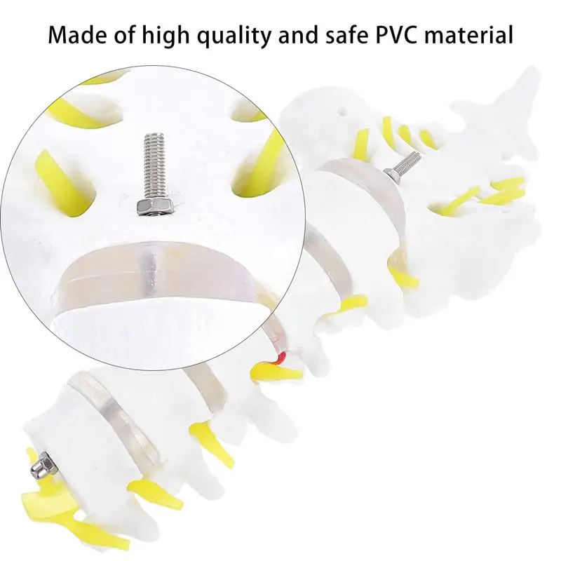 

1pc Practical Realistic Training Spine Model Lumbar Model for Laboratory School Hospital