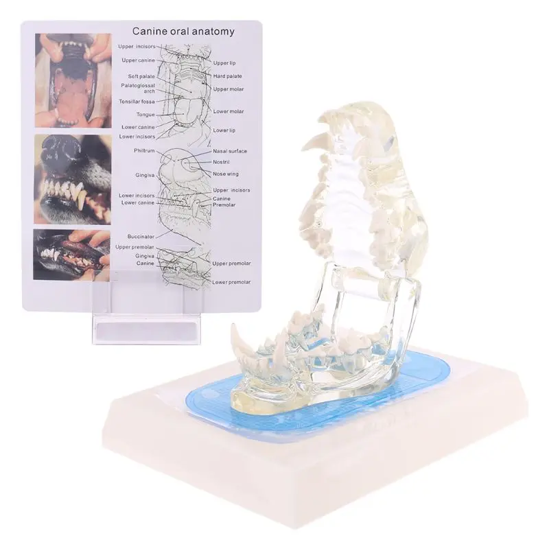 

Transparent Dog Teeth Jaw Tooth Model Anatomical Teaching Demonstration Veterinary Dentition Canine