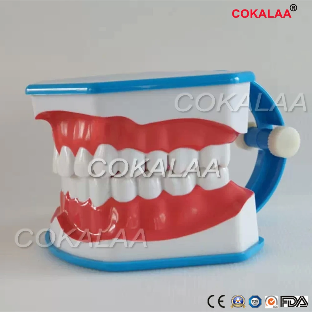 

Teeth Model and Toothbrush with High-Grade Teeth Teaching Model Model Color random sending