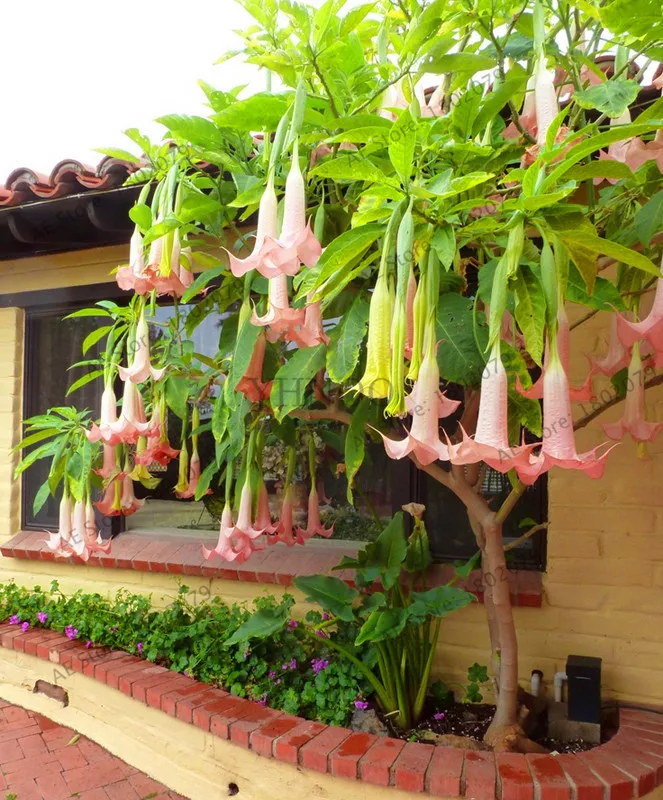 20 Свежий 100 шт редкий Datura бонсай бругмансия Suaveolens фламенко Красивая Мандала Цветок садовый многолетник Горшечное растение - Цвет: 20