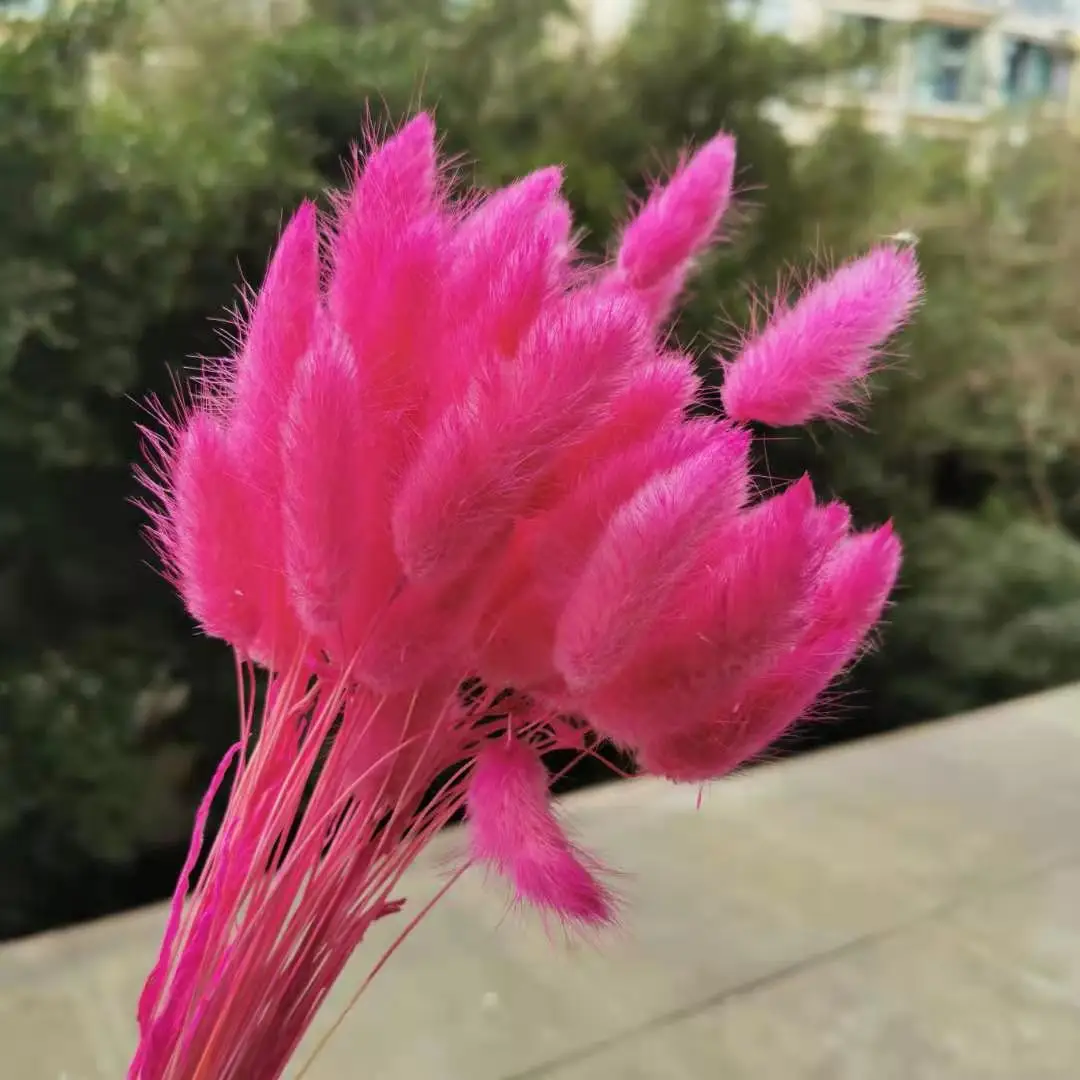 100 шт./лот сушеные цветы с натуральным кроличьим хвостом настоящие на ощупь