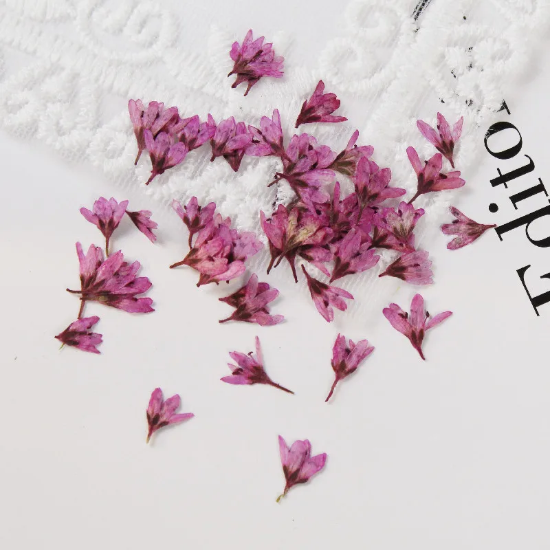 

20pcs Preserving Dry Pressed Chloris Virgata Sw Flower on Nails Candles Natural Plant for Resin Art in Frame Phone Shell Case
