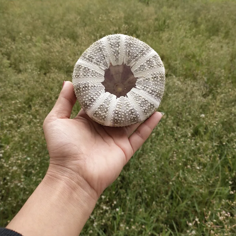 4 шт. вечерние украшения для дома из натуральных морских ракушек под