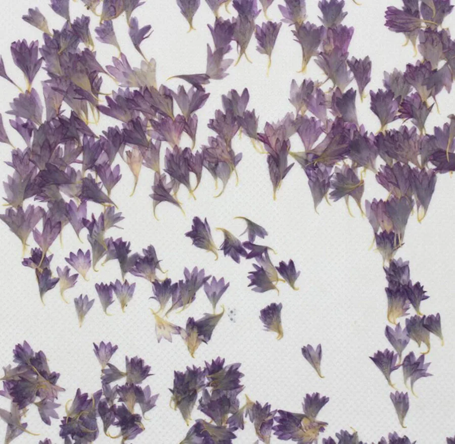 100 шт прессованный высушенный Centaurea Cyanus L. Цветочные растения гербарий для