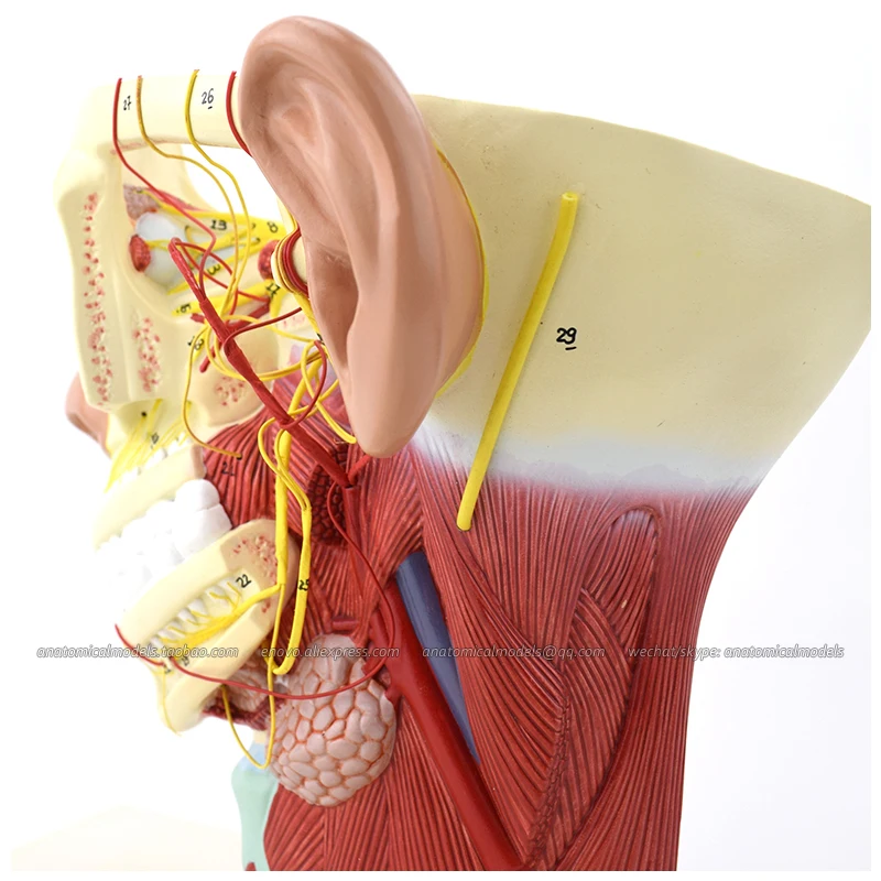 

12419 / Nerves of Head with Trigeminal Nerve and Branches