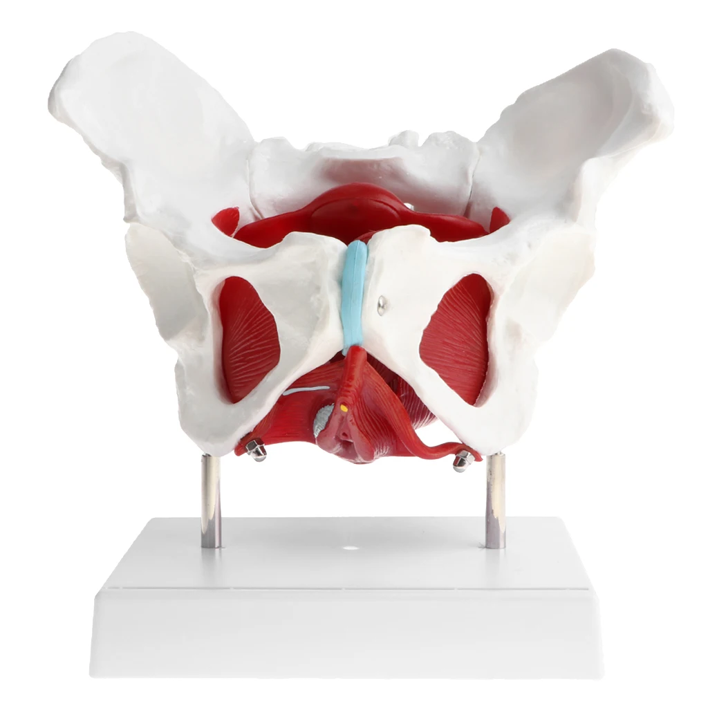 Анатомический женский таз 1:1 модель Pubis патологические изменения женская скелета