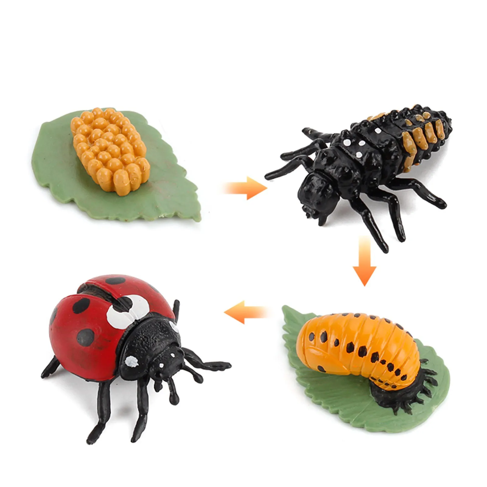 

Simulation Arthropod Life Cycle Of A Spider Bee Ladybugs Model Early Education Cognitive Insect Model Display Supplies