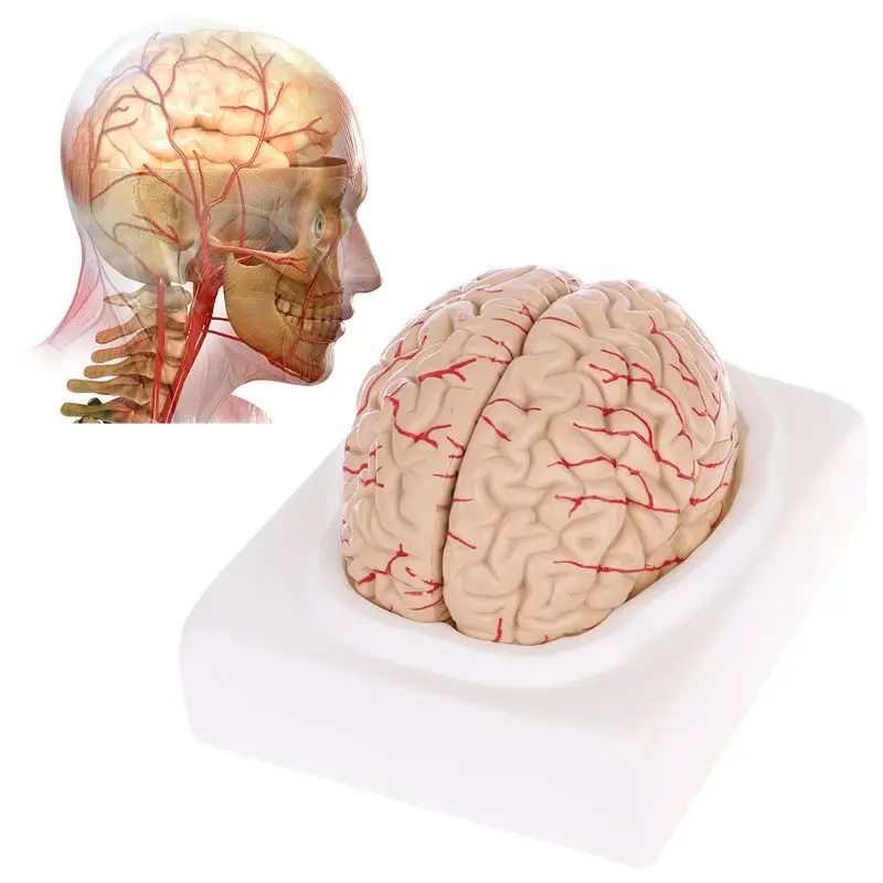 

Disassembled Anatomical Human Brain Model Anatomy Teaching Tool