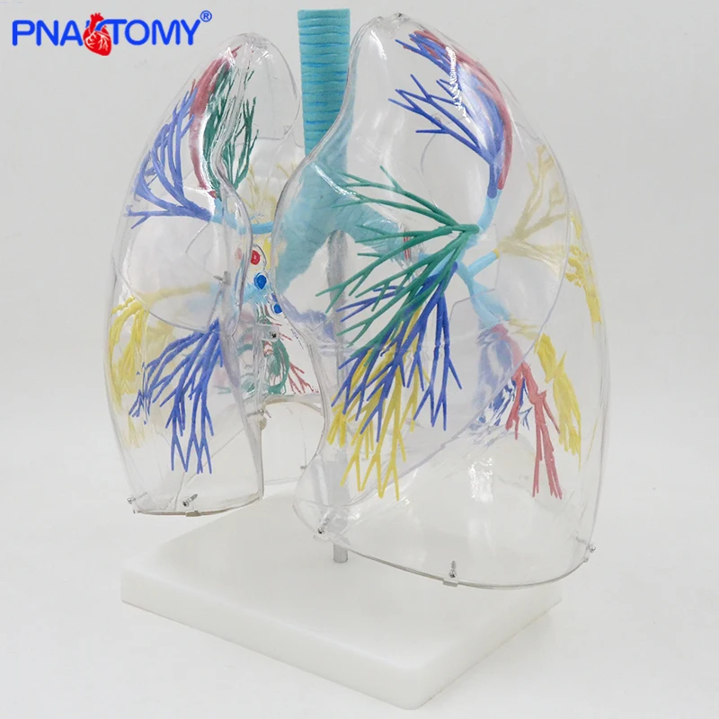 Enlarged Human Segmental Lungs Model Respiratory Organs Anatomy Transparent Anatomical Models Medical Teaching Tool Bronchus