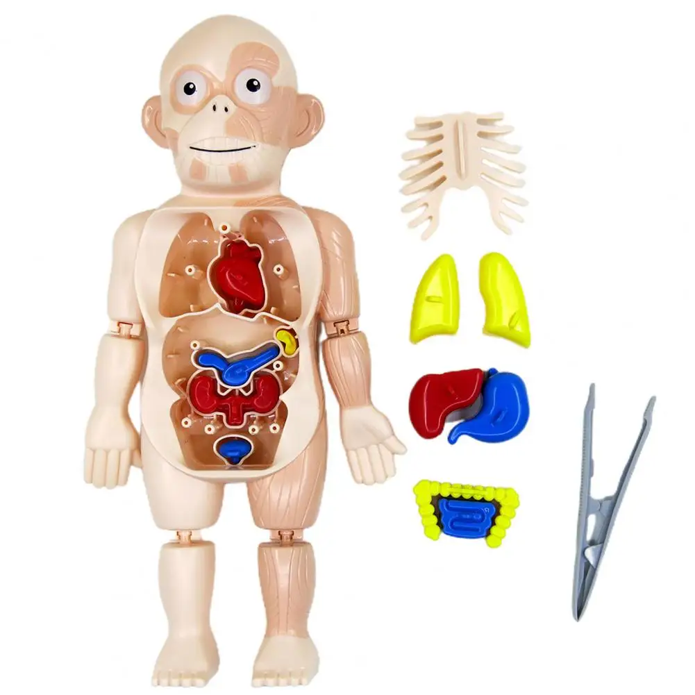 18 шт./компл. человеческая модель съемная развивающая игрушка пластиковый