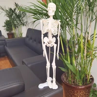 standard people active model skeleto anatomy skeleton skeleton model medical learning halloween party decoration skeleton 45cm
