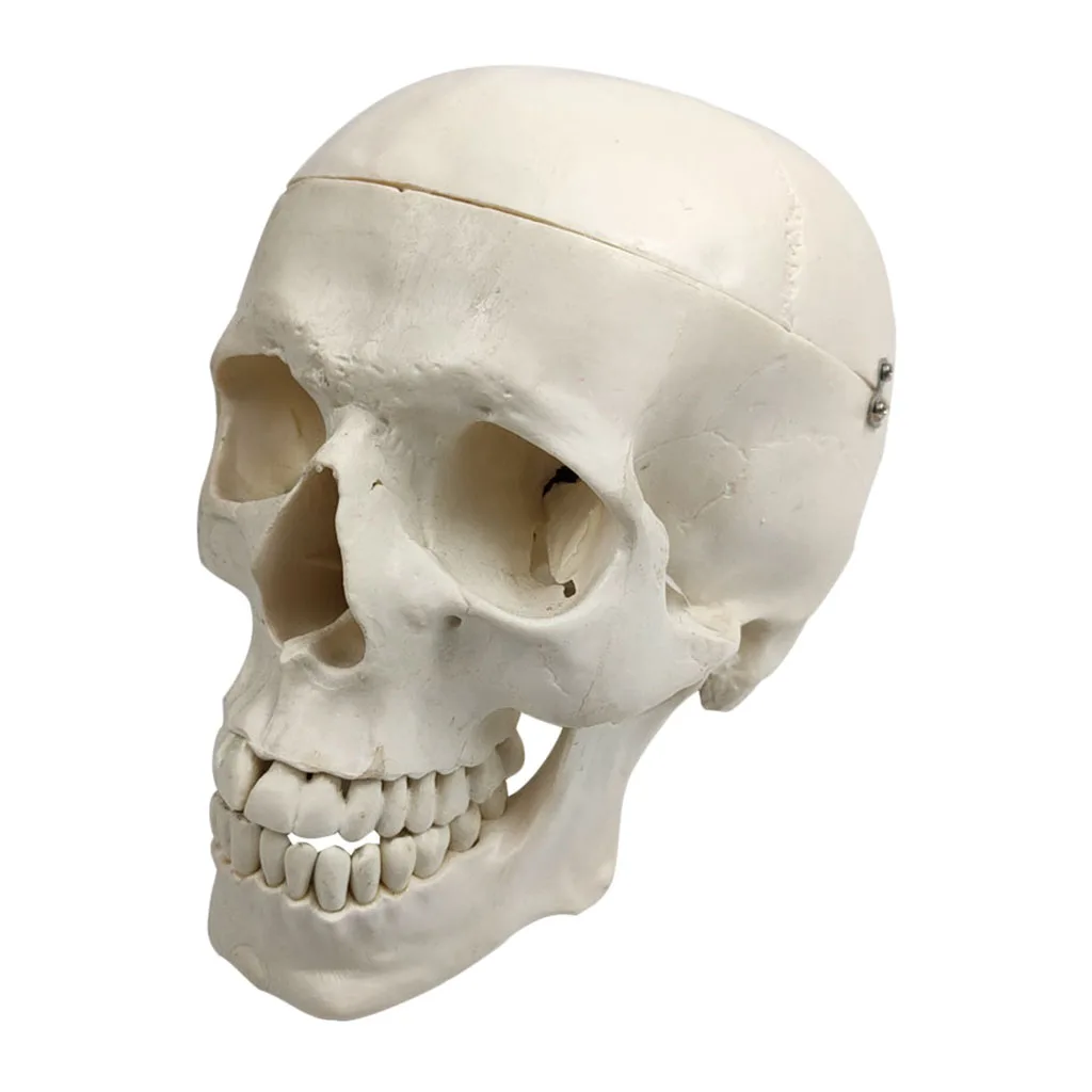 

1:1 Size Human Anatomical Head Bone Skull Bone Model Educational Model Teaching Model