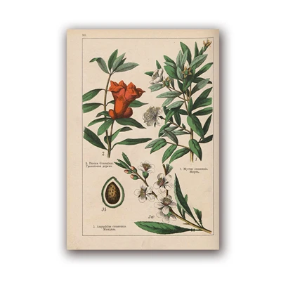 PH5988 Botanical коллекция винтажные плакаты и принты травы 1898s русский язык стены искусства картины холст живопись Домашний Декор стены - Цвет: PH5988