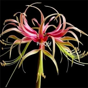 11 Ngryise 3 шт. набор Amaryllis лампочки True Hippeastrum rutilum - Цвет: 11