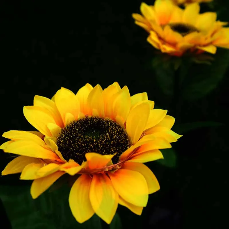 Садовое украшение светодиодная лампа подсолнуха на солнечной батарее газонная