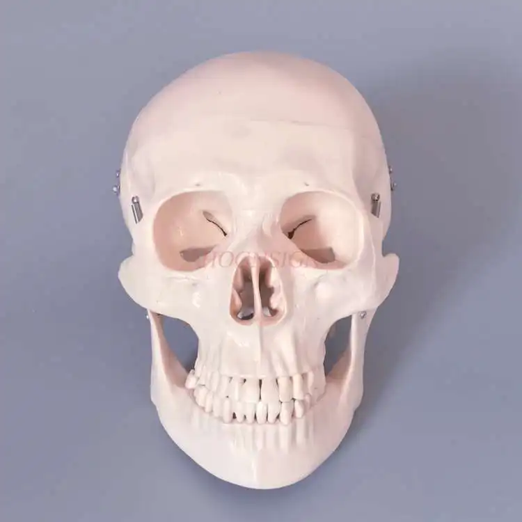 

Human skull model 1: 1 skull skeleton structure anatomy skull art props stereo teaching mold medicine