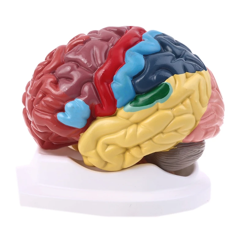 

Life Size Human Brain Functional Area Model Anatomy for Science Classroom Study Display Teaching Sculptures School