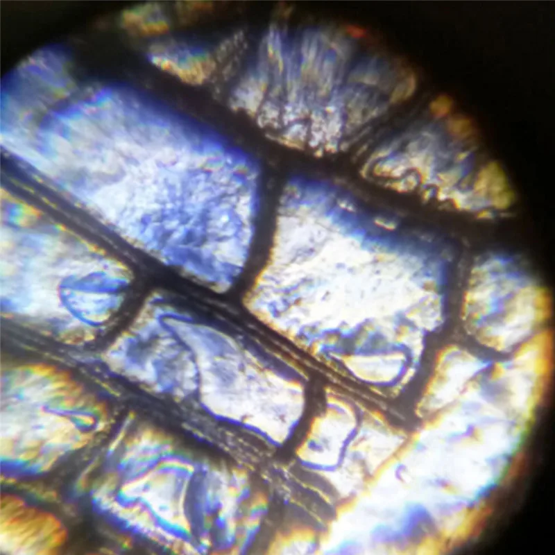 12 шт./компл. учебный пластиковый Стандартный биологический образец игрушка