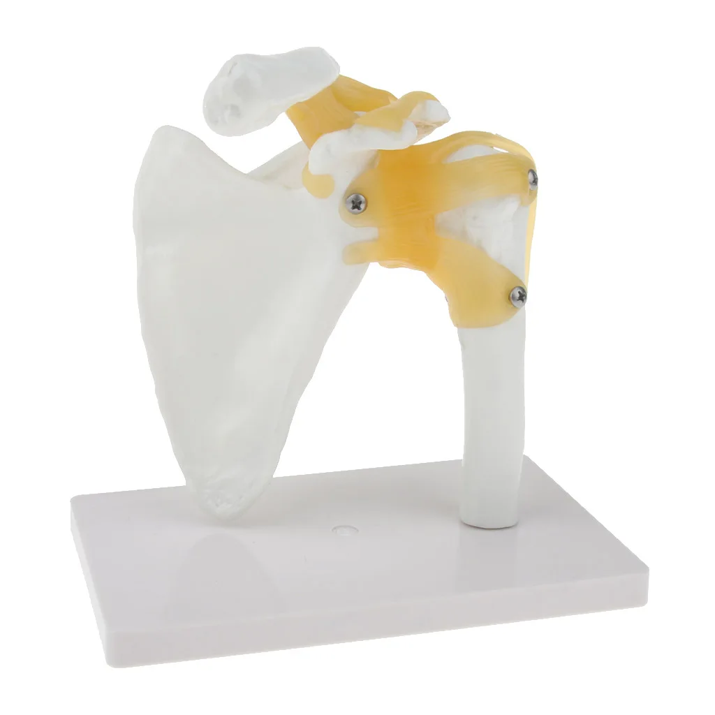 

1:1 Life Size Functional Human Shoulder Joint Ligament Model Teaching Tool, Natural cast for accurate representation