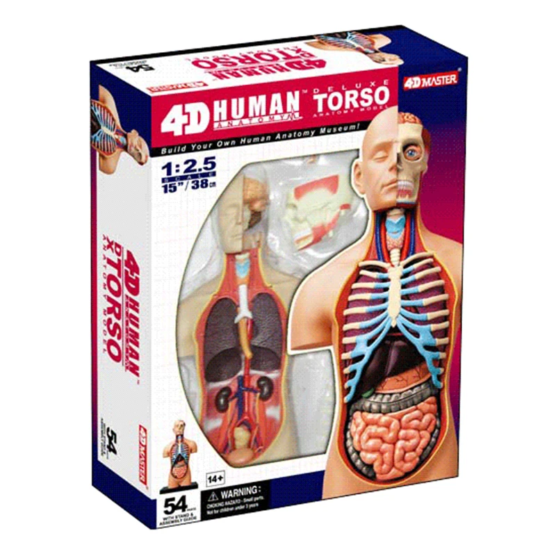 1:2.5 half-open human internal organs 4D MASTER puzzle assembly toy organ anatomy medicine 38cm model