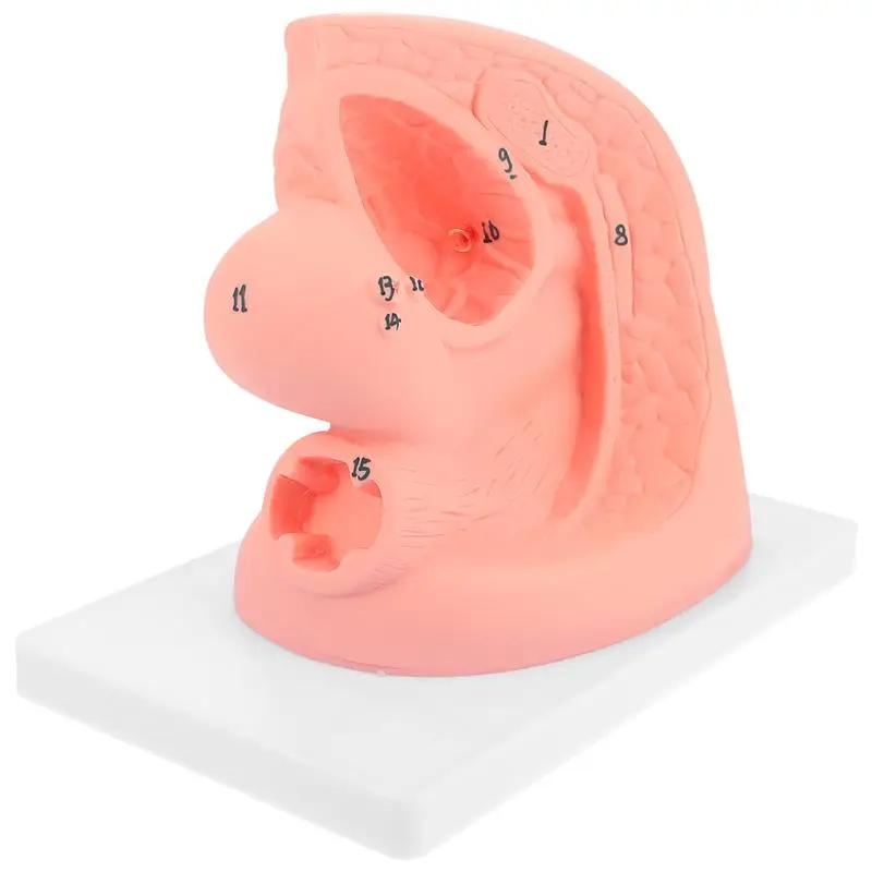 

1 шт. женская модель катетеризации, модель внутренней и внешней гениталистической анатомии