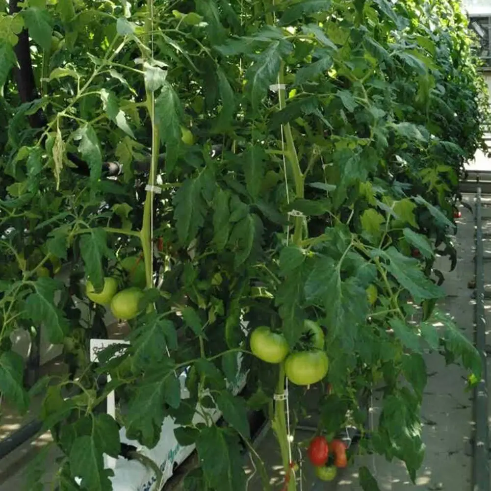 

Tomato Hook Horticulture Strapping Line Plant Growth Traction Rope Hook Vine Vegetable Planting Supplies for Tomatoes Cucumbers