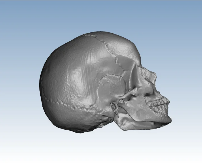 

Anatomical Skull 3D printing service rapid prototyping according to your design file ST116