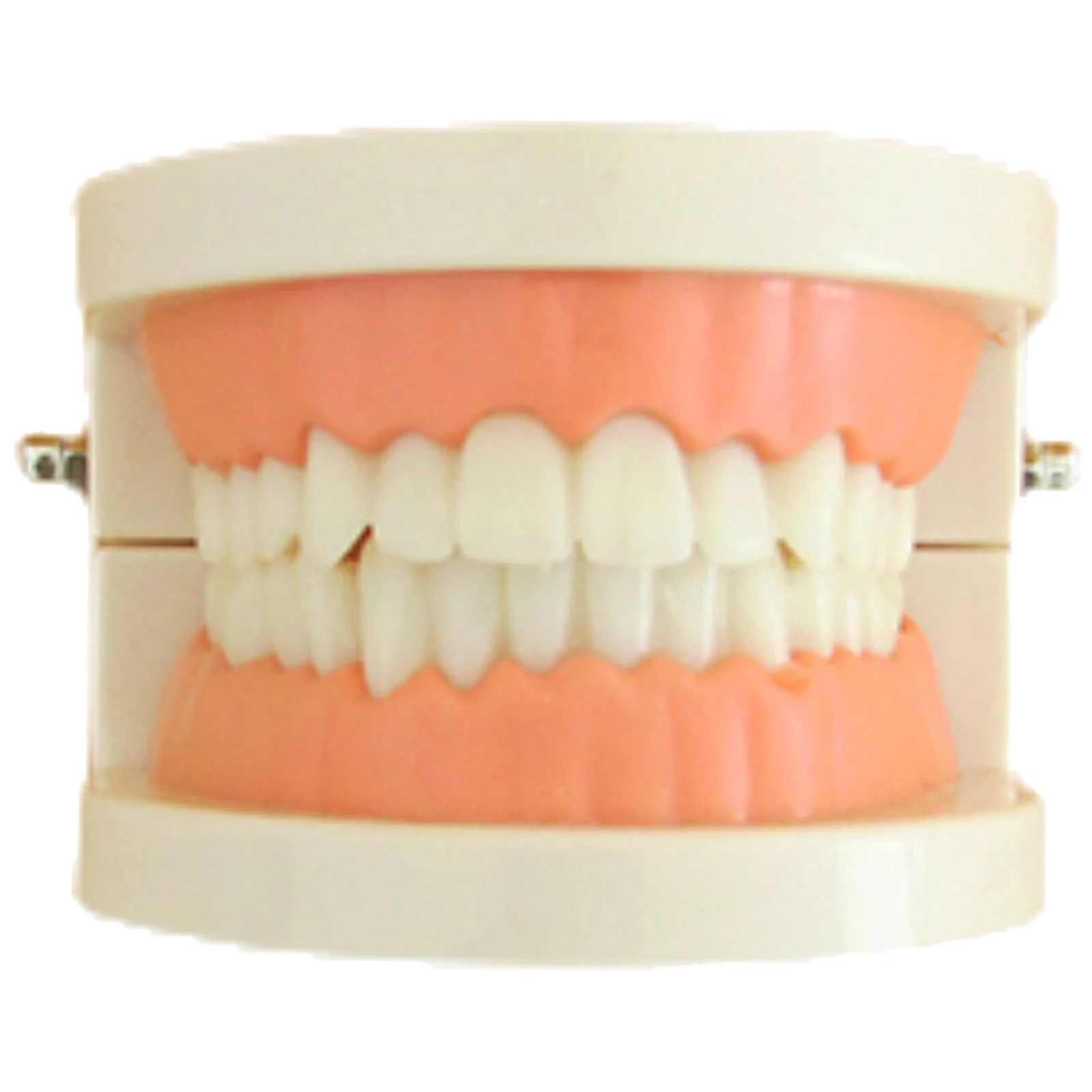 

Busy Board Parts Tooth Model Montessori Developmental Toy for Kids 3+