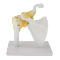 11 life size functional anatomical model of human shoulder joint modelwhite